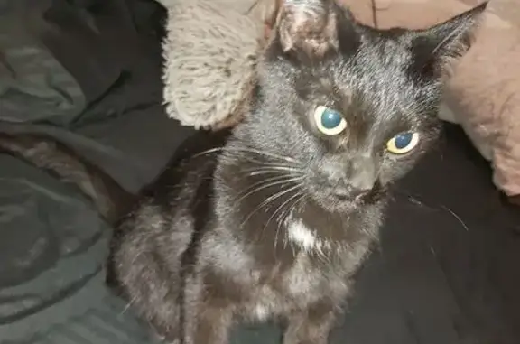 Найденные животные Барнаул, фото: Найдена кошка, Весенняя улица, 4, Барнаул - черная с белым пятнышком