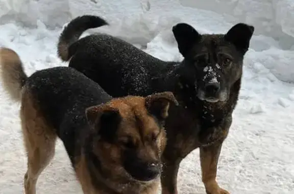 Пропал собака, улица Коперника, 3, Королёв - Бумер на фото слева - photo