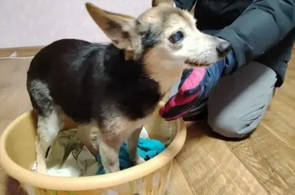 Найдена собака, Тверь, фото: Найдена собака, улица Хромова, 27, Тверь - старенький мальчик с купированным хвостом