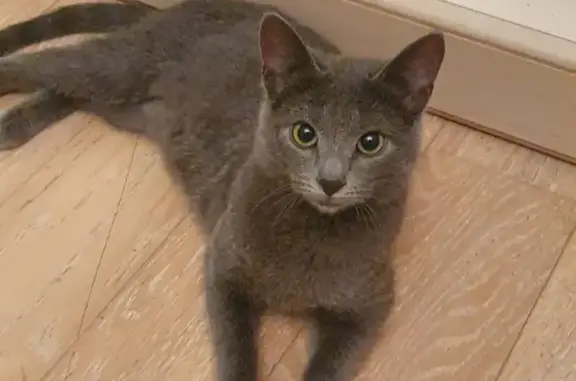 Найдена кошка, Химки, фото: Найдена кошка, улица Строителей, 4, Химки - серый окрас, зеленые глаза
