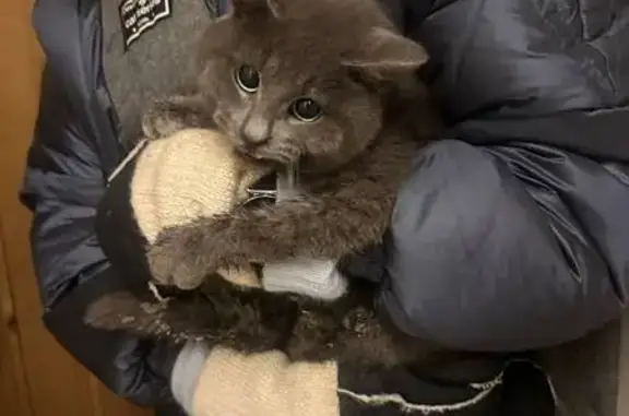 Найдена кошка, Санкт-Петербург, фото: Найдена кошка, проспект Юрия Гагарина, Санкт-Петербург - серый окрас, отмороженное ушко