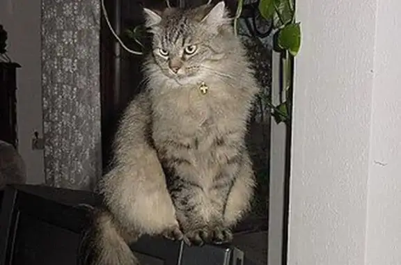 Пропал собака, Верхняя Синячиха - пушистый с длинной шерстью - photo