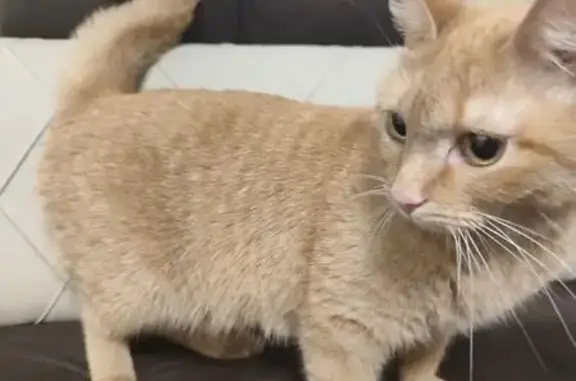 Найдена кошка, Саяногорск, фото: Найдена кошка, 41, Саяногорск - рыжая и добрая