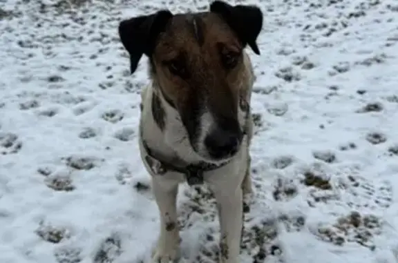 Найдена собака, Новый, фото: Найден собака, улица Мира, 5, Новый