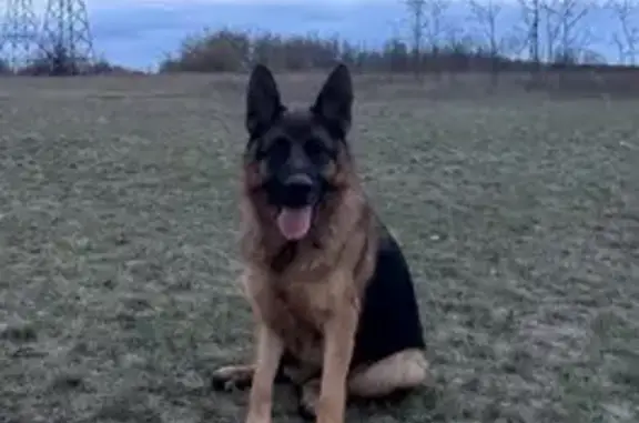 Пропала собака, улица Ермака, 7, Шахты - немецкая овчарка Альма - photo