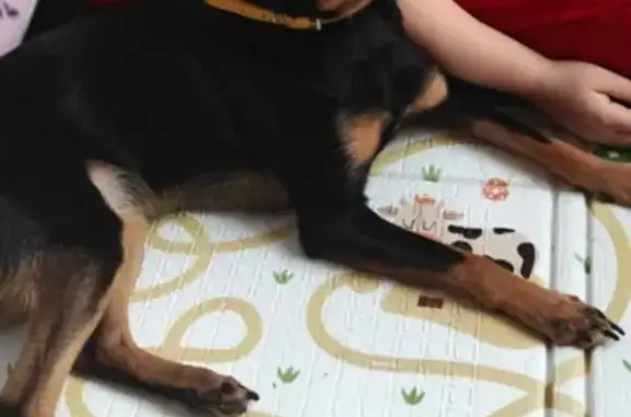 Пропала собака, Кузнецкая улица, 65, Волгоград - похожа на пинчера - photo