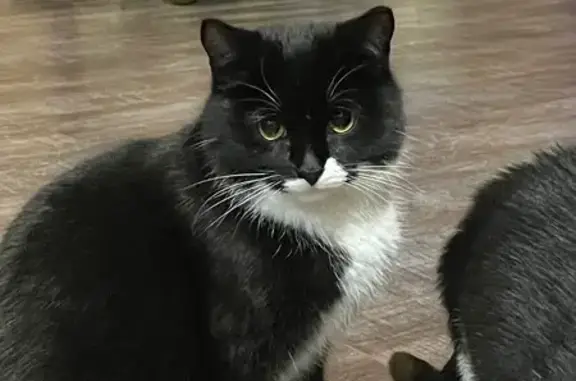 Пропал кот, городское поселение Городищи, Владимирская область - чёрно-белый, перелез через забор - photo