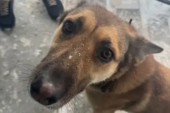 Найдена собака, Санкт-Петербург, фото: Найдена собака, улица Генерала Хрулёва, 6, Санкт-Петербург - рыжий парень с черным ошейником