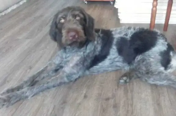 Пропала собака, Красноармейская улица, 117, Новосибирск - немецкий дратхаар, 9 лет - photo