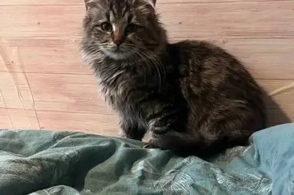 Пропала кошка, Московский проспект, Санкт-Петербург - порезано правое ушко - photo