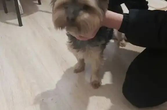 Найдена собака, Пенза, фото: Найдена собака, Ладожская улица, 90А, Пенза - порода йоркширский терьер