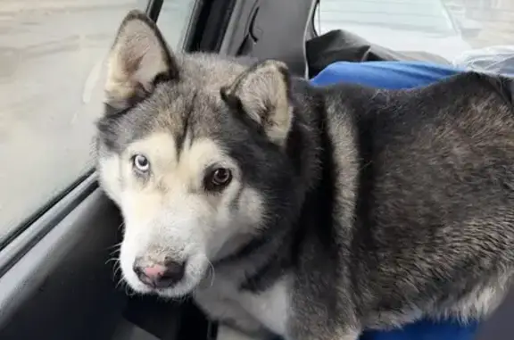 Найден собака, улица имени Володи Головатого, 313, Краснодар - хаски с разноцветными глазами - photo