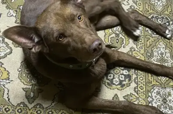 Пропал собака, сельское поселение Верхняя Подстёпновка, Самарская область - зелёный ошейник - photo