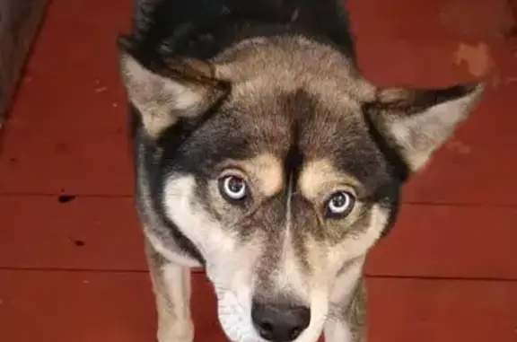 Пропал собака, мужской, Софийский переулок, Чигири - хаски с голубой биркой - photo