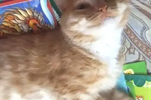 Пропал кот, Вокзальная улица, 33, Чайковский - светло рыжий с белым животом - photo