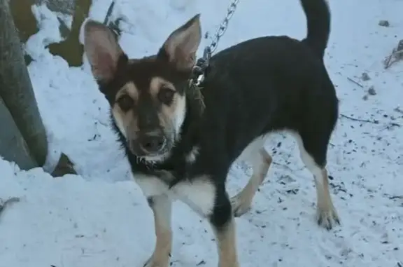 Найдена собака, Смоленск, фото: Найдена собака, женская, улица Крупской, Смоленск - молодая и игривая