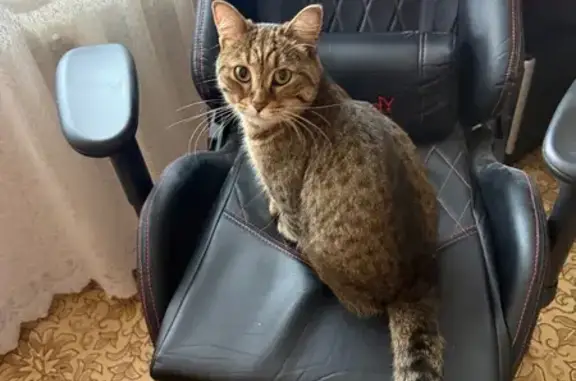 Найдена кошка, Нижний Новгород, фото: Найдена кошка, улица Сергея Есенина, 31, Нижний Новгород