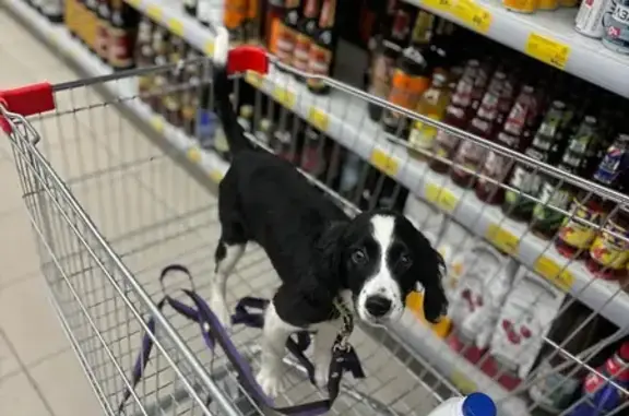 Пропала собака, Бакинская улица, Волгоград - фенотип спаниеля, дружелюбная - photo