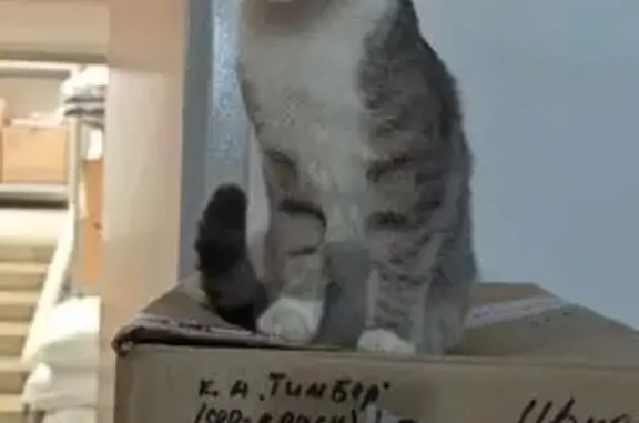 Найдена кошка, Брянск, фото: Найдена кошка, Степная улица, 12, Брянск - серая, ласковая