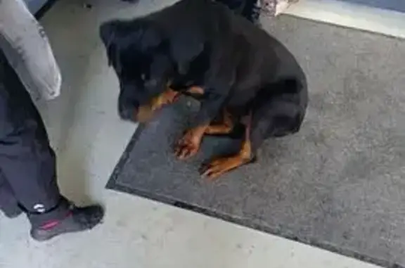 Найдена собака, Тула, фото: Найдена собака, улица Кутузова, Тула