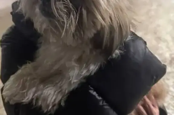 Найденные животные Красноярск, фото: Найдена собака, улица 78-й Добровольческой Бригады, Красноярск - похожа на ши-тцу