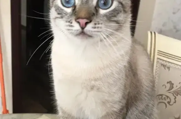 Пропал кот, Троицкая улица, Краснодар - окрас серо-белый - photo