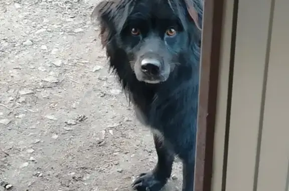 Найдена собака, СНТ Резинщик, Новопоселеновский сельсовет - молодая и игривая - photo