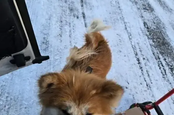 Найдена собака, Аксай, фото: Найден собака, мужской, Новочеркасское шоссе, Аксай - дружелюбный с черным ошейником