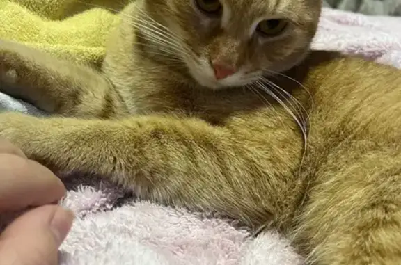 Пропала кошка, Солнечная улица, Московский, Москва - photo