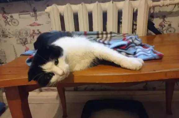 Найденные животные Ростов-на-Дону, фото: Найдена кошка, улица Андрея Сладкова, 3, Ростов-на-Дону - черно-белый вислоухий кот