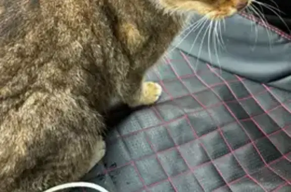 Кошки потеряшки, Рязань, фото: Потеряшка кошка, Рязань, Рязанская область - добрая и полосатая