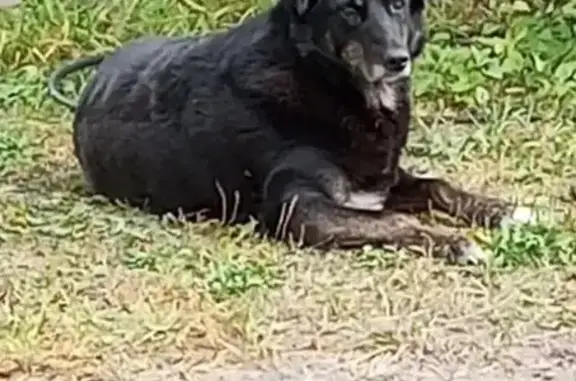 Пропала собака, Депутатская улица, 43А, Кузьмино - зовут Кира - photo