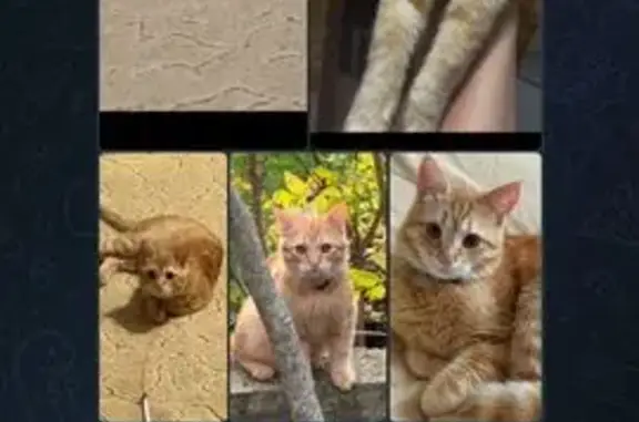 Пропал кот, переулок Строителей, Кривенковское - персиковый цвет - photo