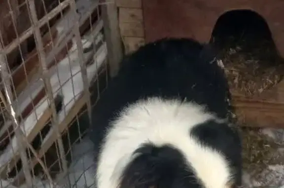 Найдена собака, Химки, фото: Найден собака с цепочкой, Химки, Московская область