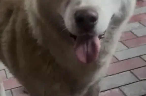 Пропал собака, район Кизиловка, Белая Речка - хаски по кличке Боссик - photo