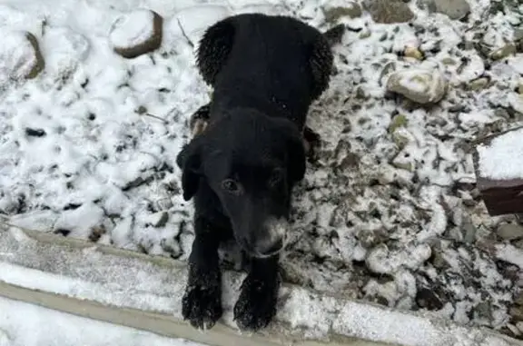 Найдена собака, Краснодар, фото: Найдена собака, 3-й Мартыновский проезд, 8, Краснодар - щенок, но рослая