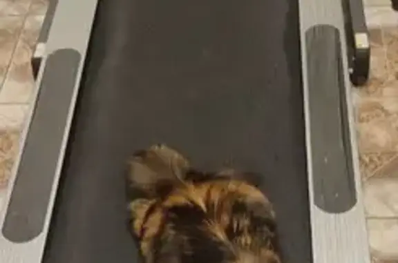 Кошки потеряшки, Иглино, фото: Потеряшка кошка, улица Ленина, 155, Иглино - домашняя, 10 месяцев