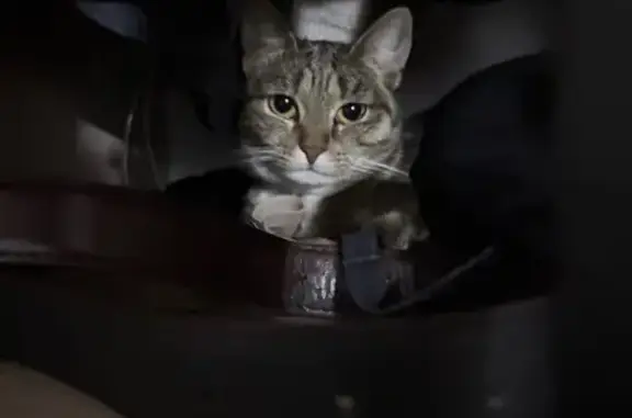 Пропала кошка, улица Степана Злобина, 34/1, Уфа - карие глаза, в жёлтом ошейнике - photo