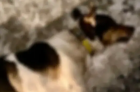 Найденные животные Северодвинск, фото: Найдена собака, Солзенское шоссе, Северодвинск - метис джек рассел терьера