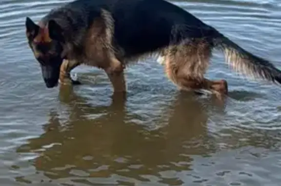 Пропал собака, Замьяны, Астраханская область - не агрессивный кобель - photo