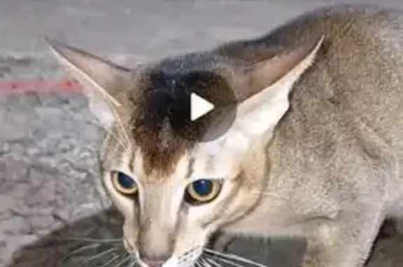 Пропал кот, Клеверная улица, 18, Краснодар - помесь абиссинской и ориентальной породы - photo