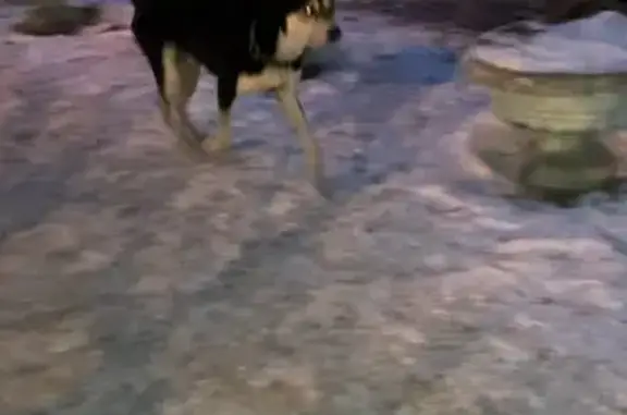 Найдена собака, Красноярск, фото: Найдена собака, улица Урванцева, 10, Красноярск - тёмная с белой грудкой