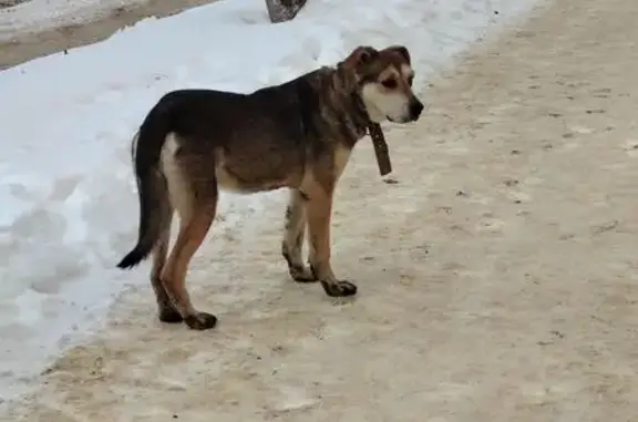 Найдена собака, Белгород, фото: Найдена собака, мужской, улица Губкина, 17, Белгород - в ошейнике, боязливый