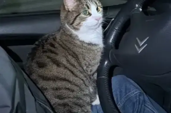 Найдена кошка, Борисова Грива, фото: Найдена кошка, Центральная улица, Борисова Грива - была голодной и замерзшей