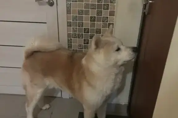 Найдена собака, Электросталь, фото: Найдена собака, улица Ялагина, 13Б, Электросталь - спокойный кобель Акита Ину