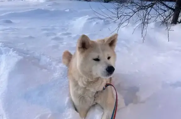 Найдена собака, Электросталь, фото: Найдена собака, улица Ялагина, 13Б, Электросталь - спокойный кобель Акита Ину