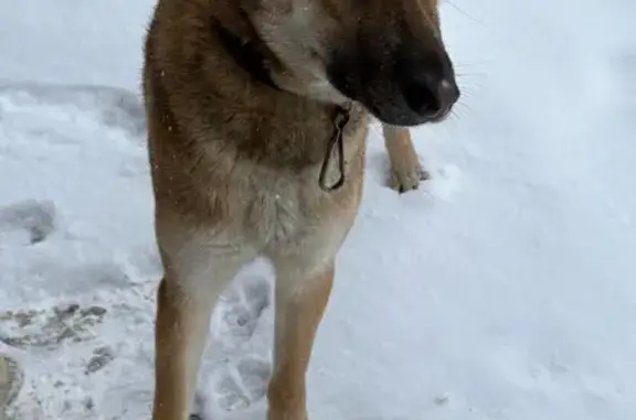 Пропала собака, девочка, Богатырский проспект, 8, Санкт-Петербург - photo