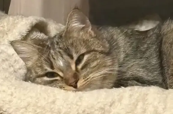 Пропала кошка, улица Курчатова, 22, городской округ Воткинск - белый клочок шерсти на лбу - photo