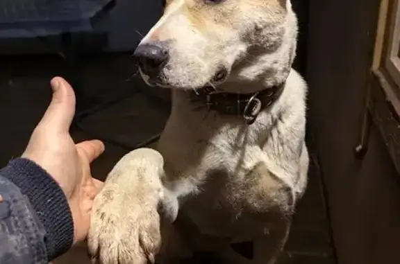 Пропала собака, женская, алабай бело-рыжий, Большеврудское сельское поселение, Ленинградская область - photo