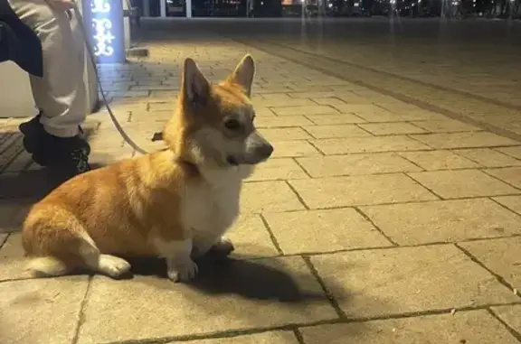 Пропал собака, Курганная улица, 331, Майкоп - корги по кличке Каспер - photo